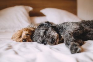 benefits to sleeping with your dog